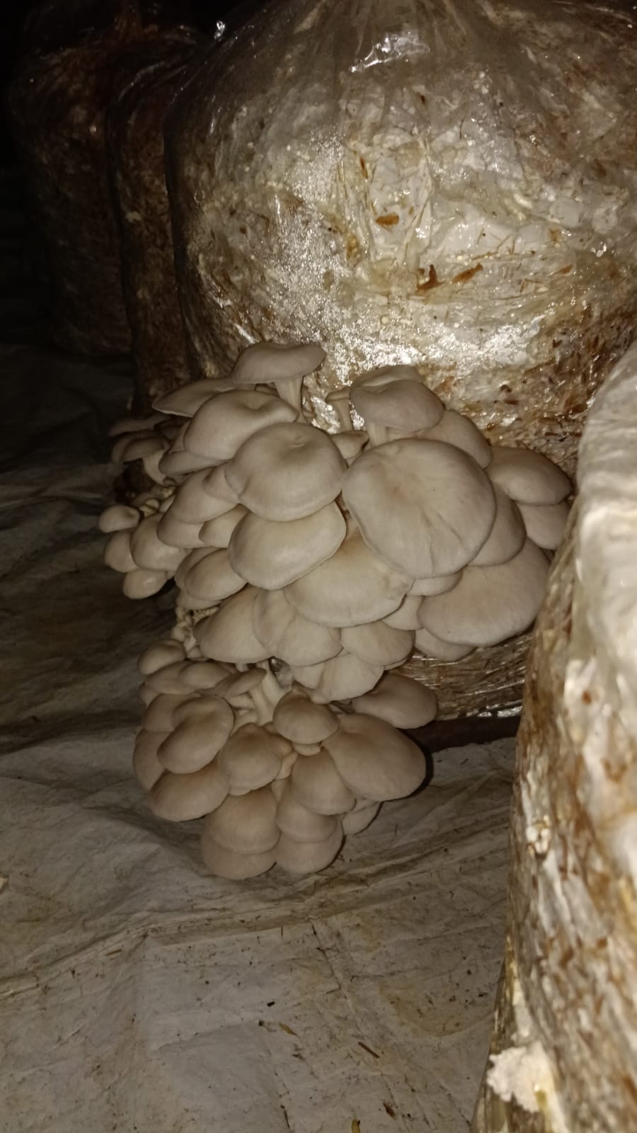 Oyster Mushroom Spawn 500g