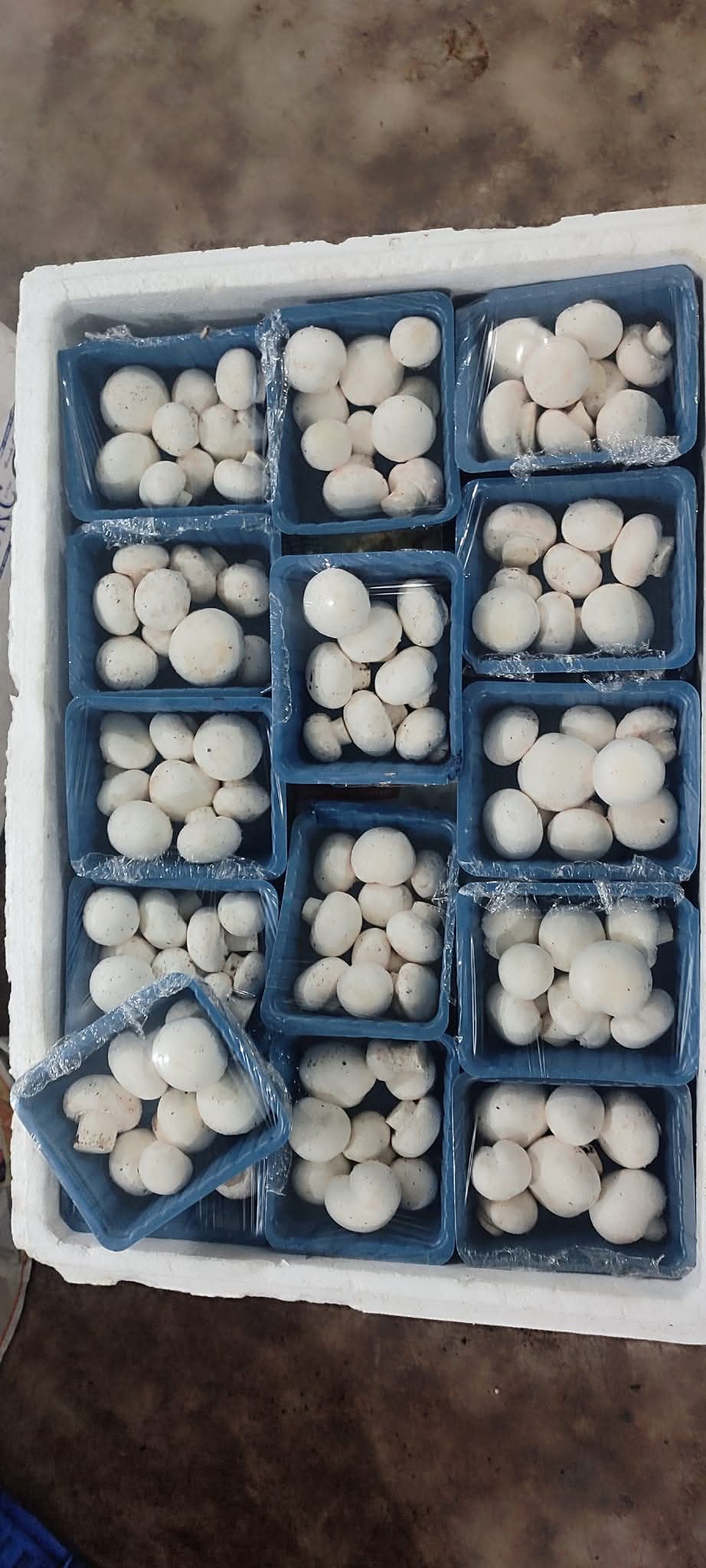 Button Mushroom Spawn 500g